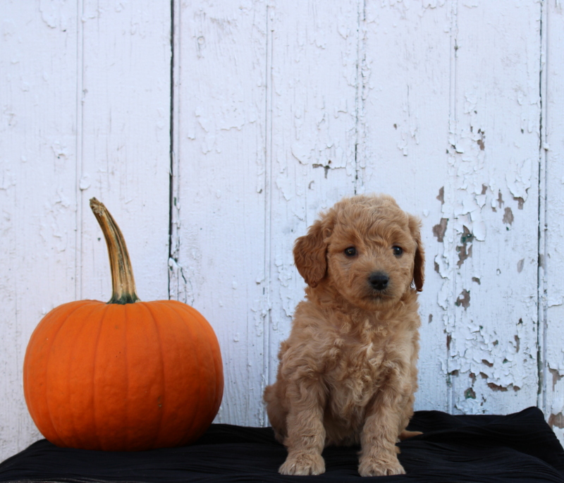puppy, for, sale, Mini Goldendoodle F2B, Matthew B. Stoltzfus, dog, breeder, Gap, PA, dog-breeder, puppy-for-sale, forsale, nearby, find, puppyfind, locator, puppylocator, aca